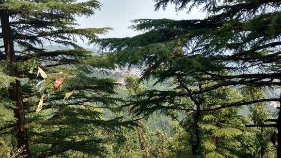 Image of Deodar cedar