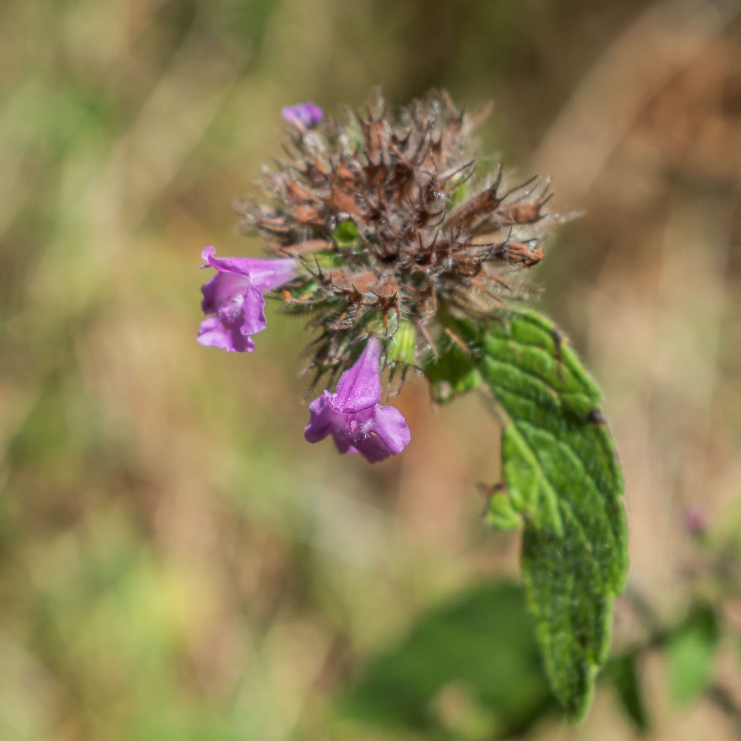 Image of wild basil