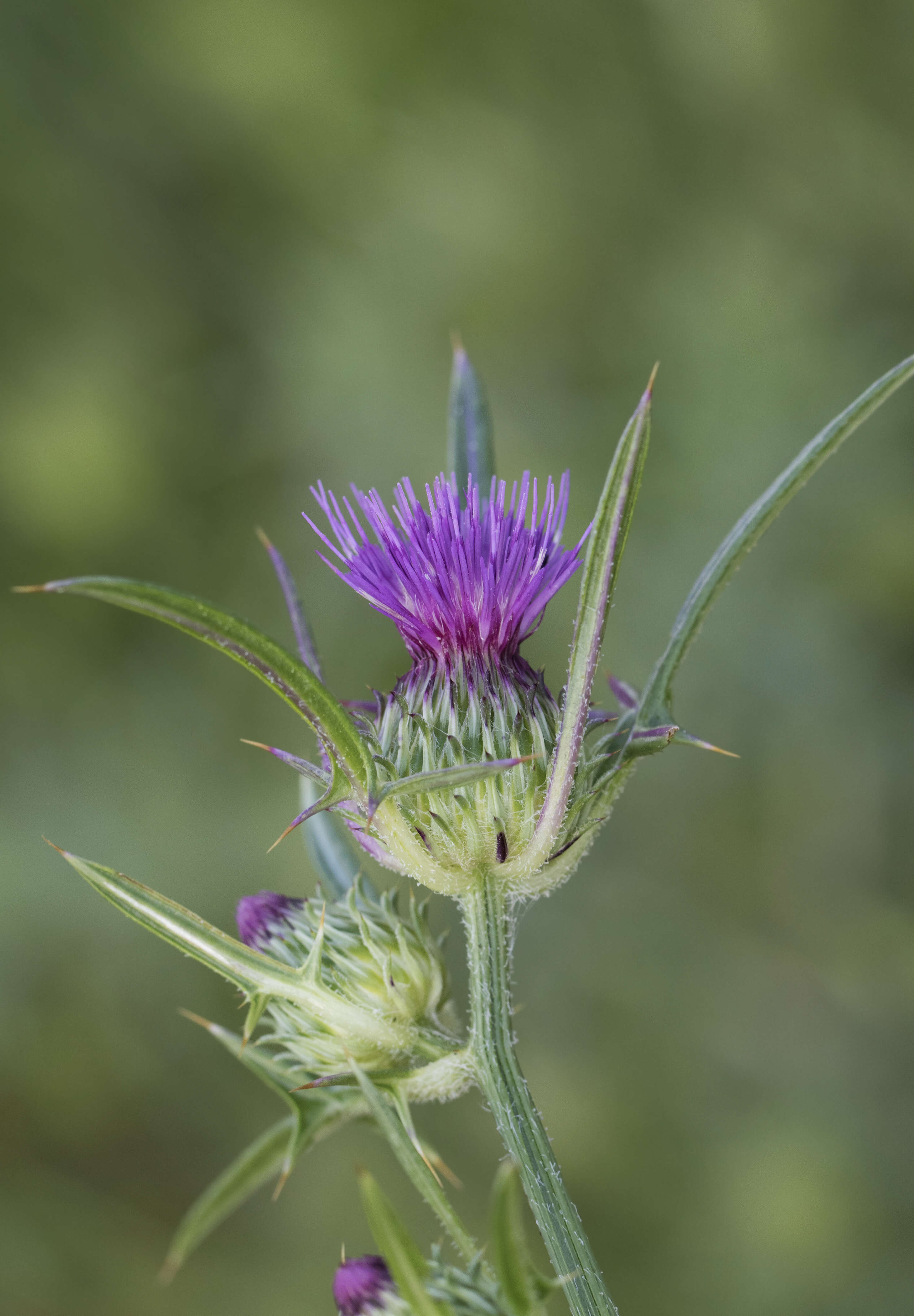 Image of Notobasis syriaca (L.) Cass.