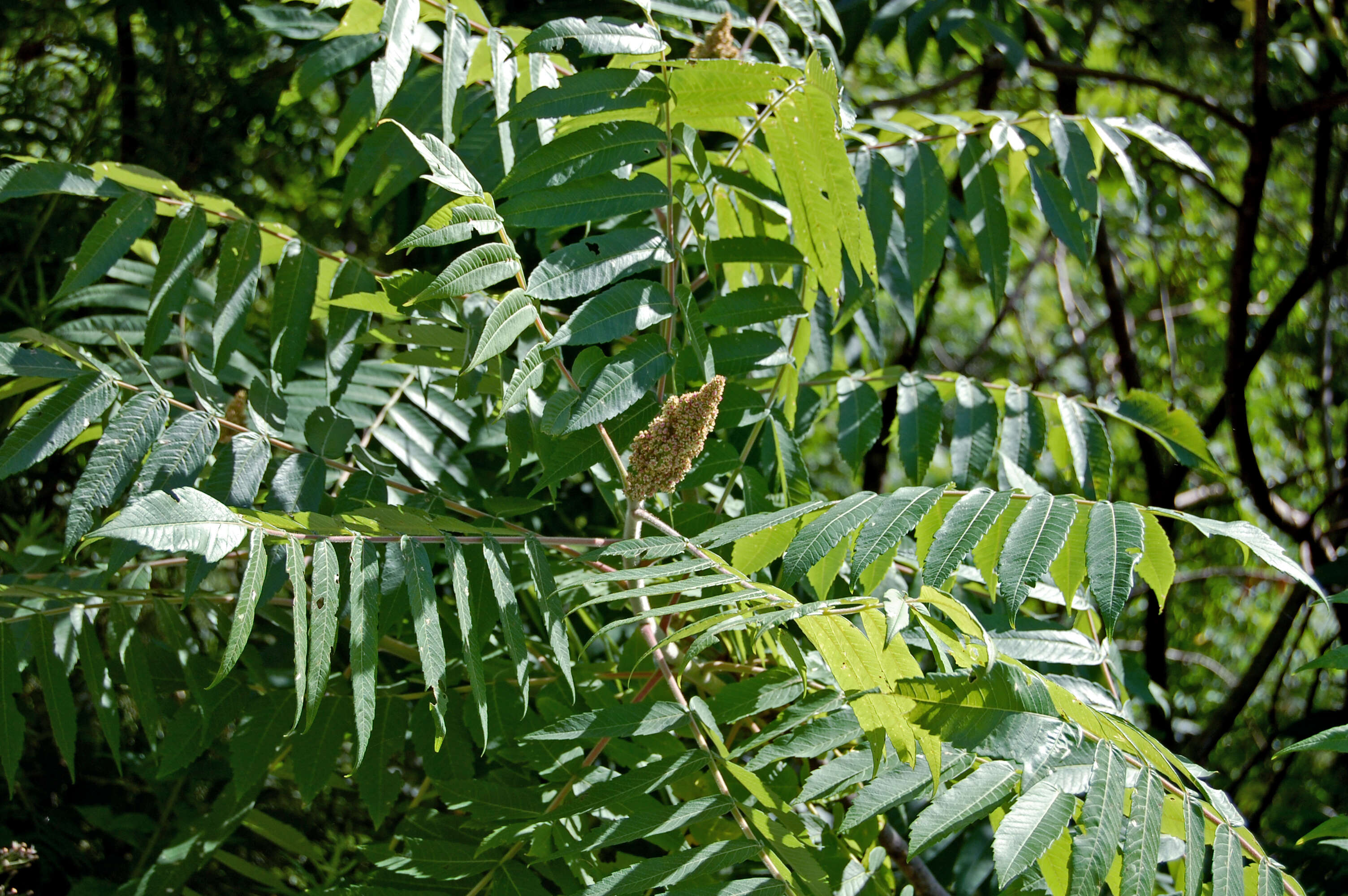 Image of staghorn sumac