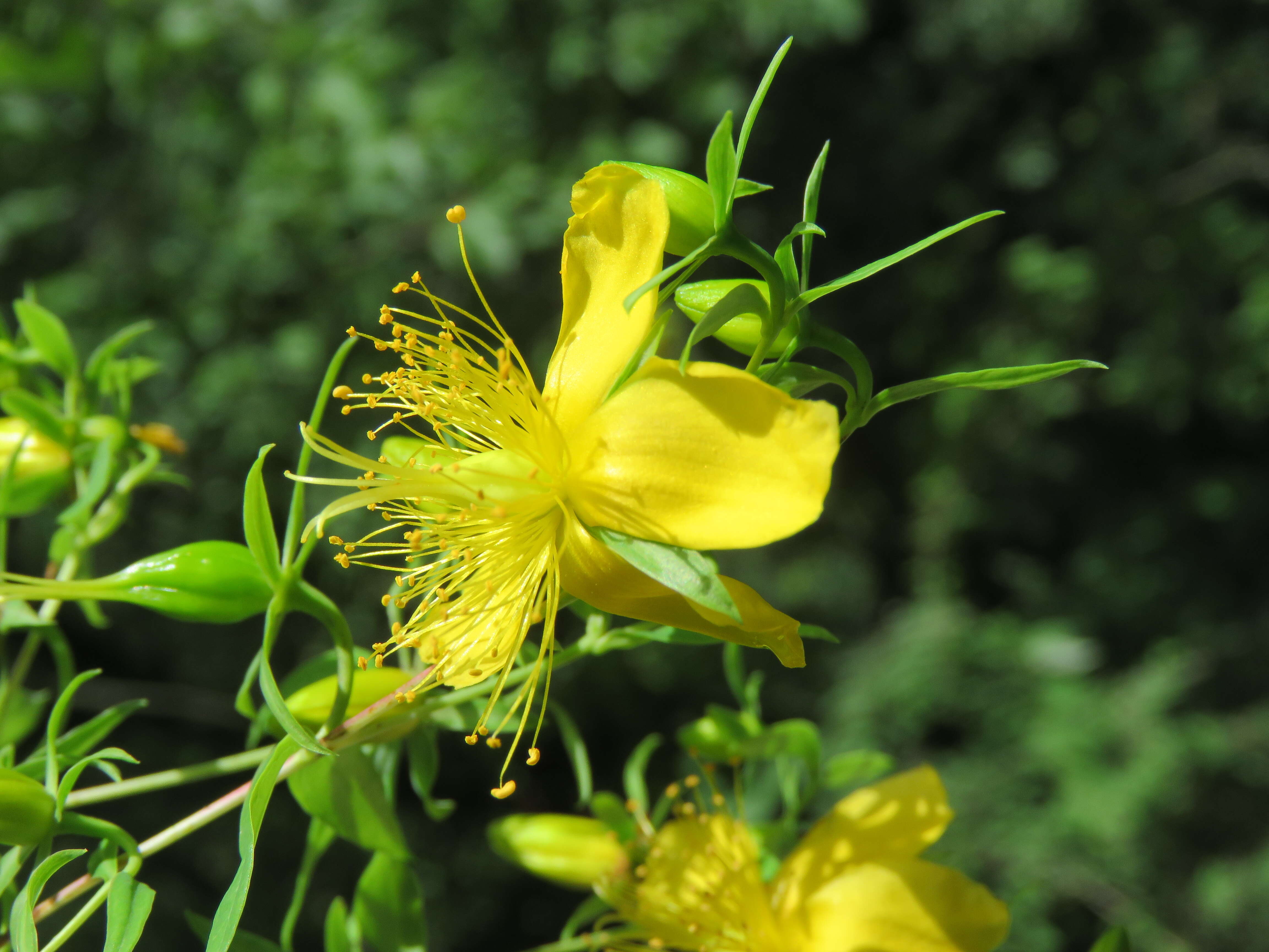 Image of Hypericum oblongifolium Choisy