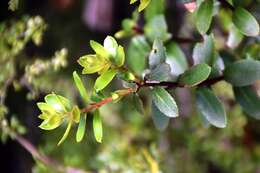 Image of Gaultheria antipoda Forst. fil.