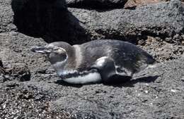 Imagem de Pinguim-das-galápagos