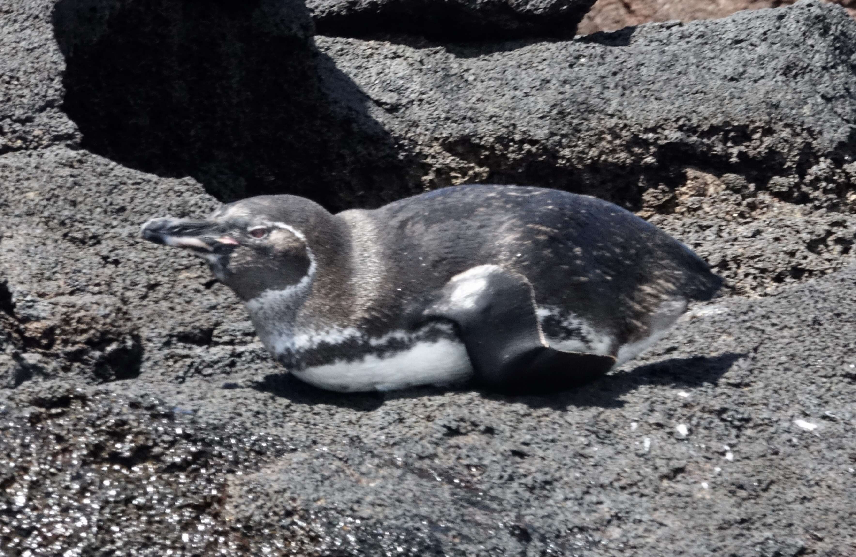 Image of Galapagos Penguin