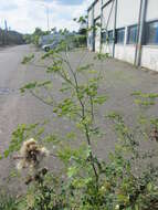 Image of wild parsnip