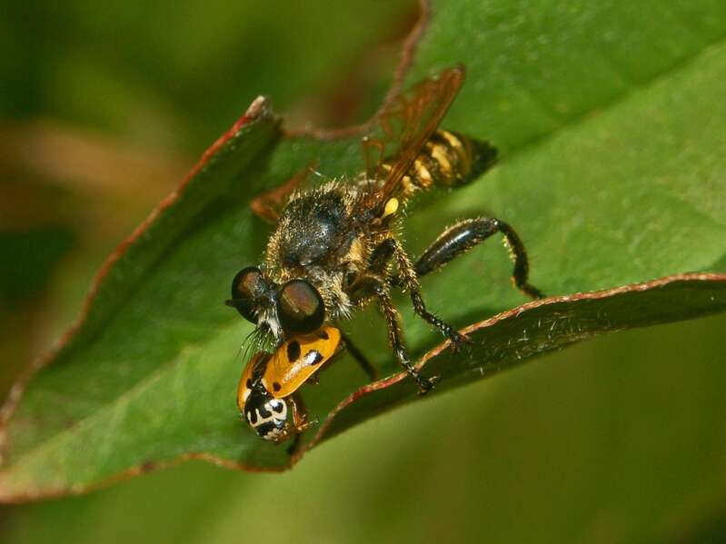 Image of Choerades fimbriata