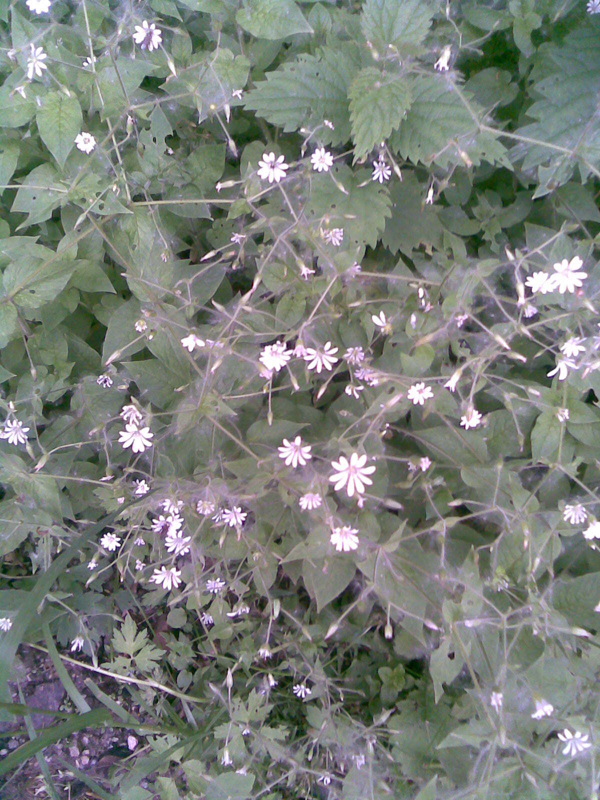 Image of wood stitchwort