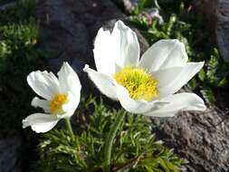 Image of pasqueflower