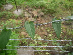 Image of Solena amplexicaulis (Lam.) Gandhi ex Saldanha & Nicolson