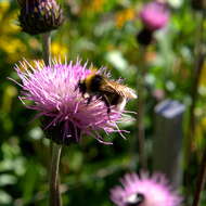 Image de Cirsium tuberosum (L.) All.