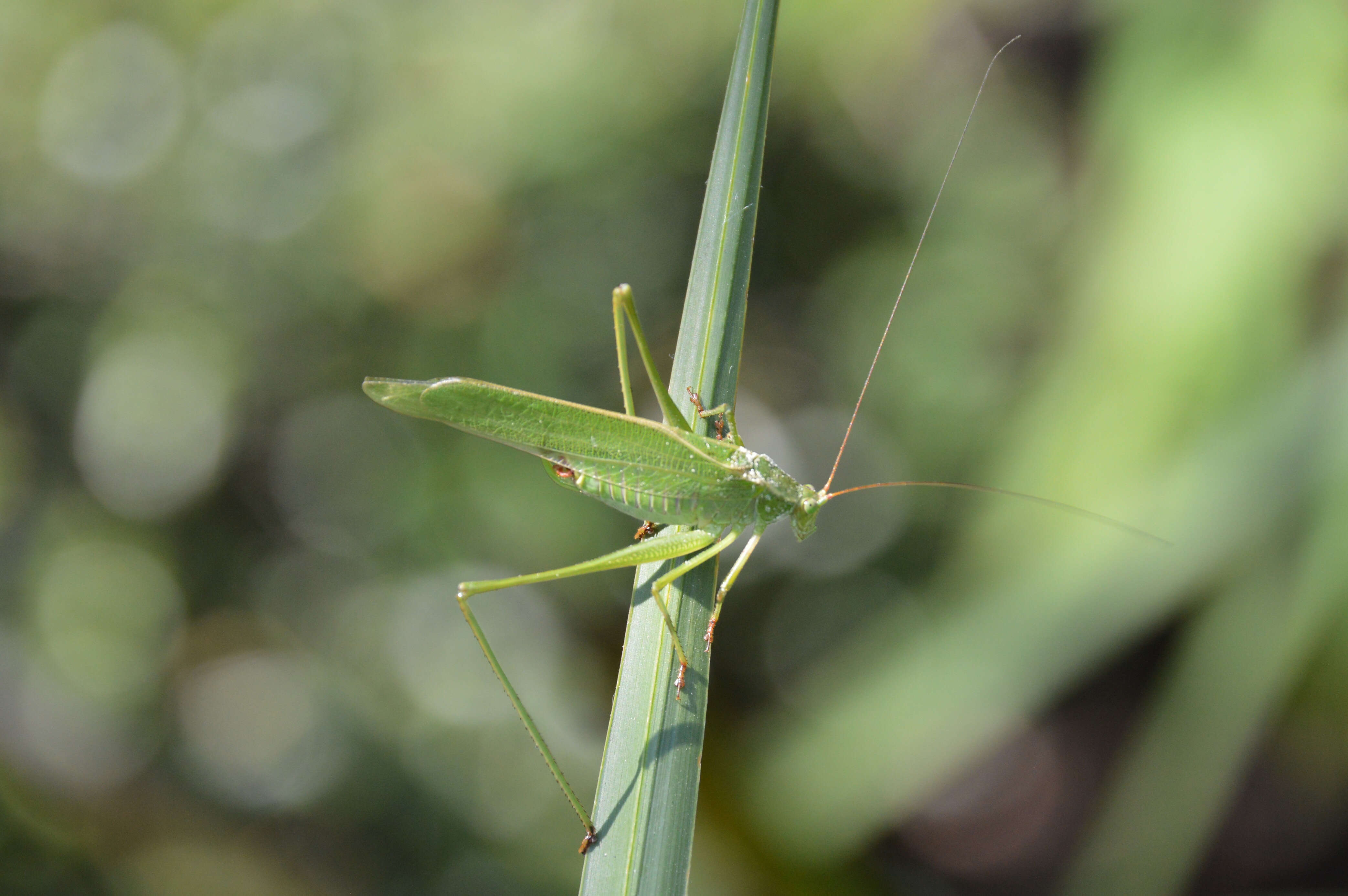 Image of Fork-tailed Bush Katydid