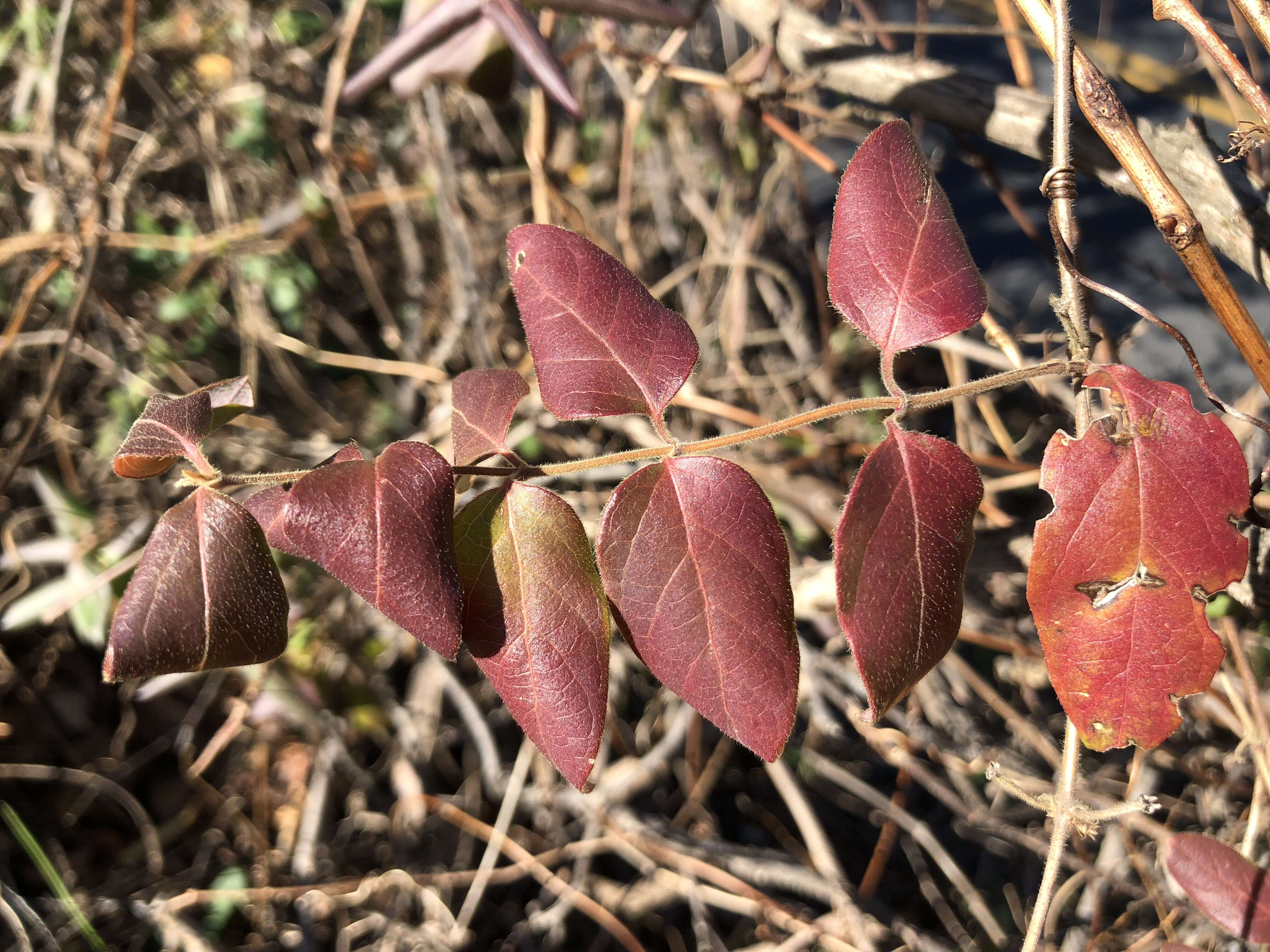 Imagem de Lonicera japonica Thunb.