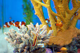 Image of Scarlet cleaner shrimp