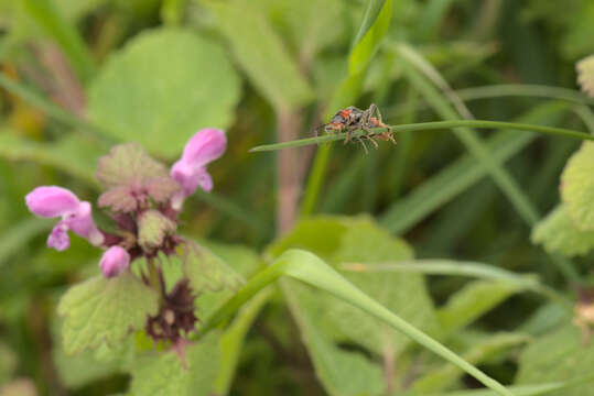 Image de Cantharis fusca