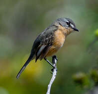 Image of Rufous-sided Pygmy Tyrant