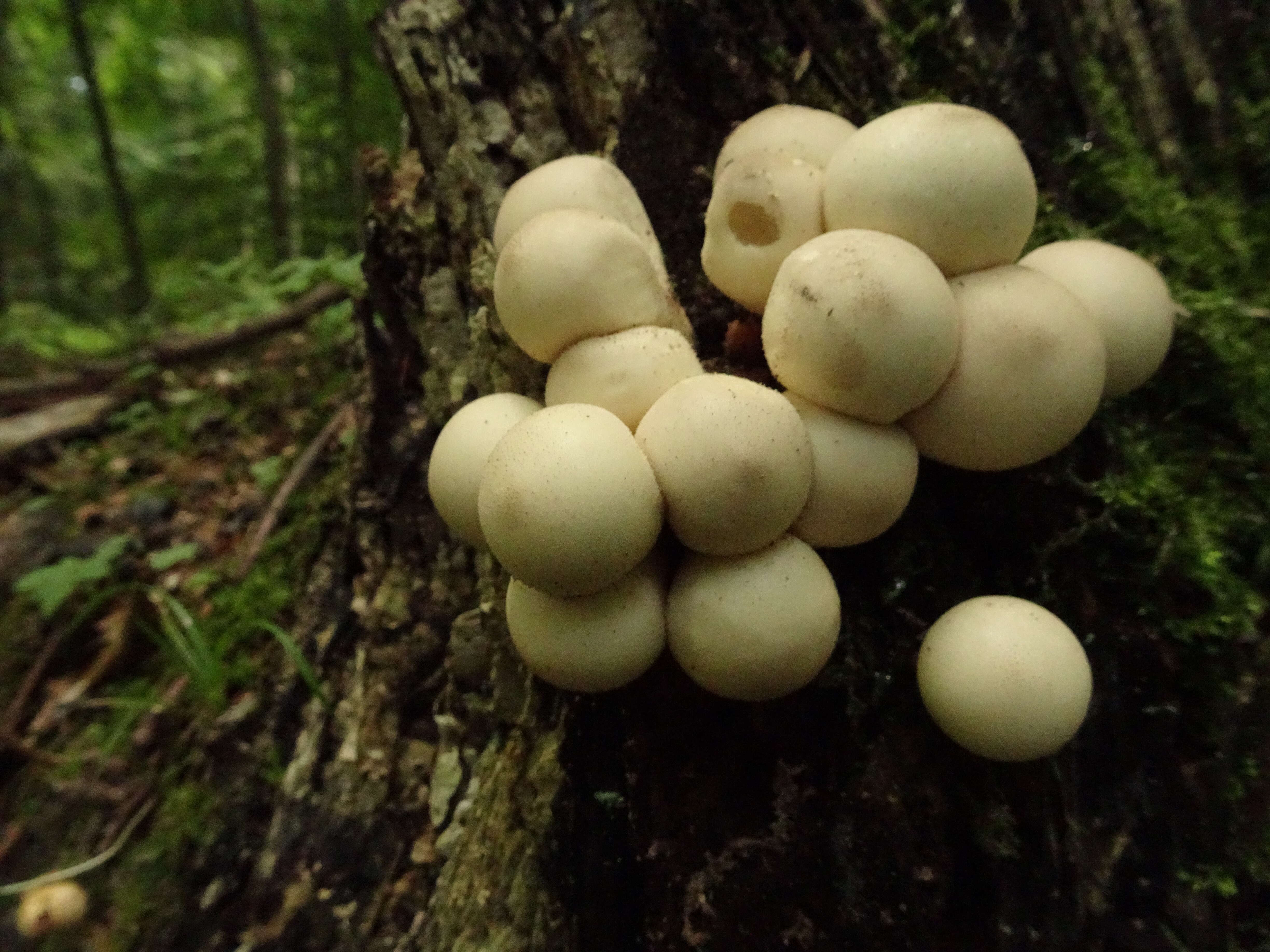 Imagem de Lycoperdon pyriforme Schaeff. 1774