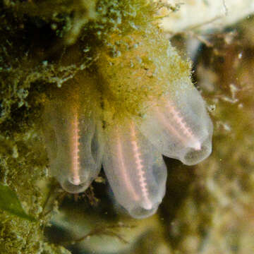 Image of Double blue tunicates