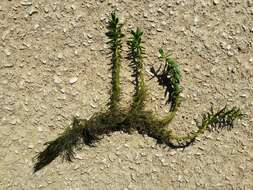 Imagem de Myriophyllum heterophyllum Michx.