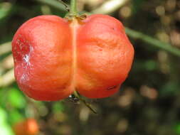 Image of tulip-wood tree