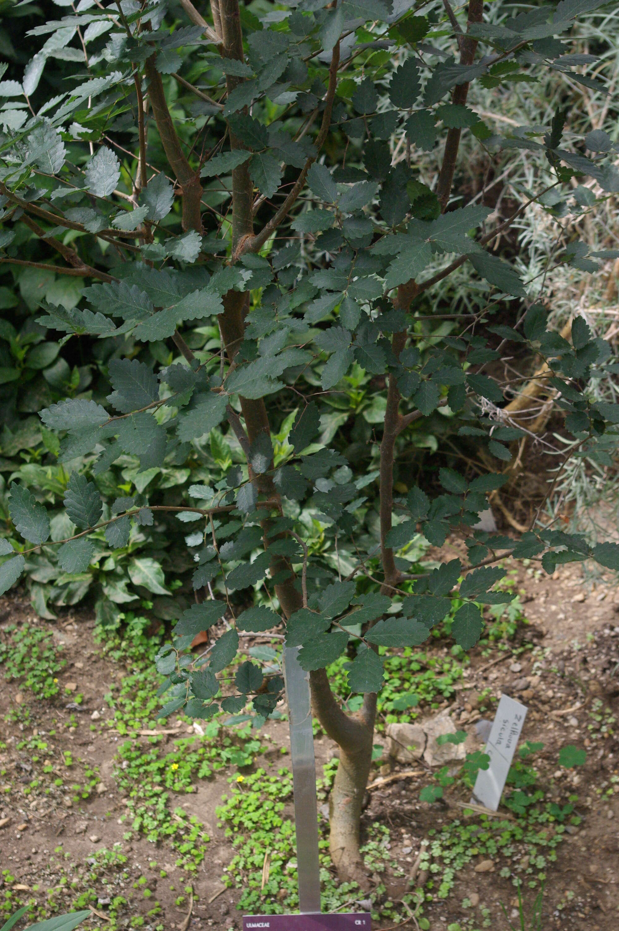 Слика од Zelkova sicula G. Di Pasquale, G. Garfi & P. Quezel