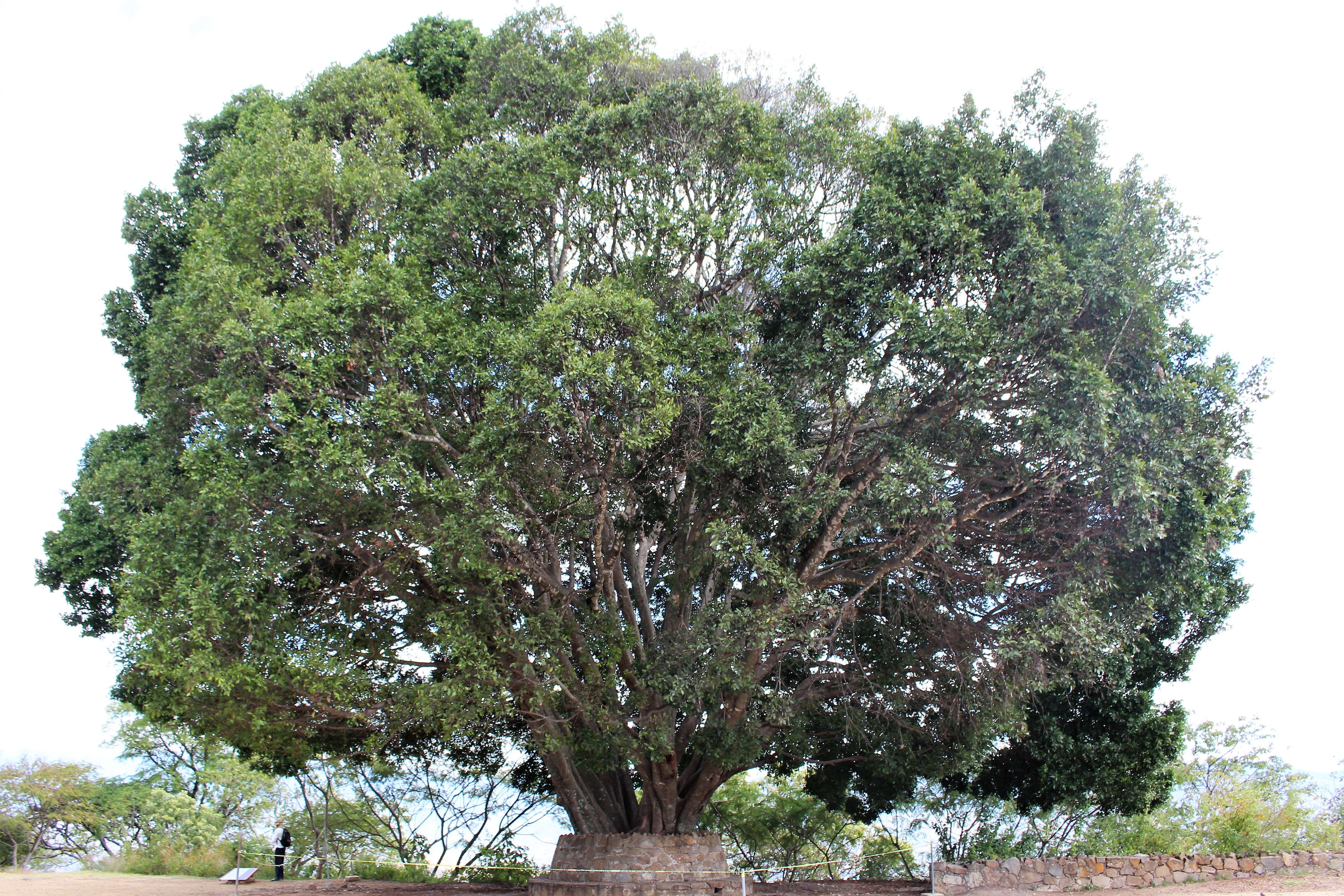 Image of Banyan