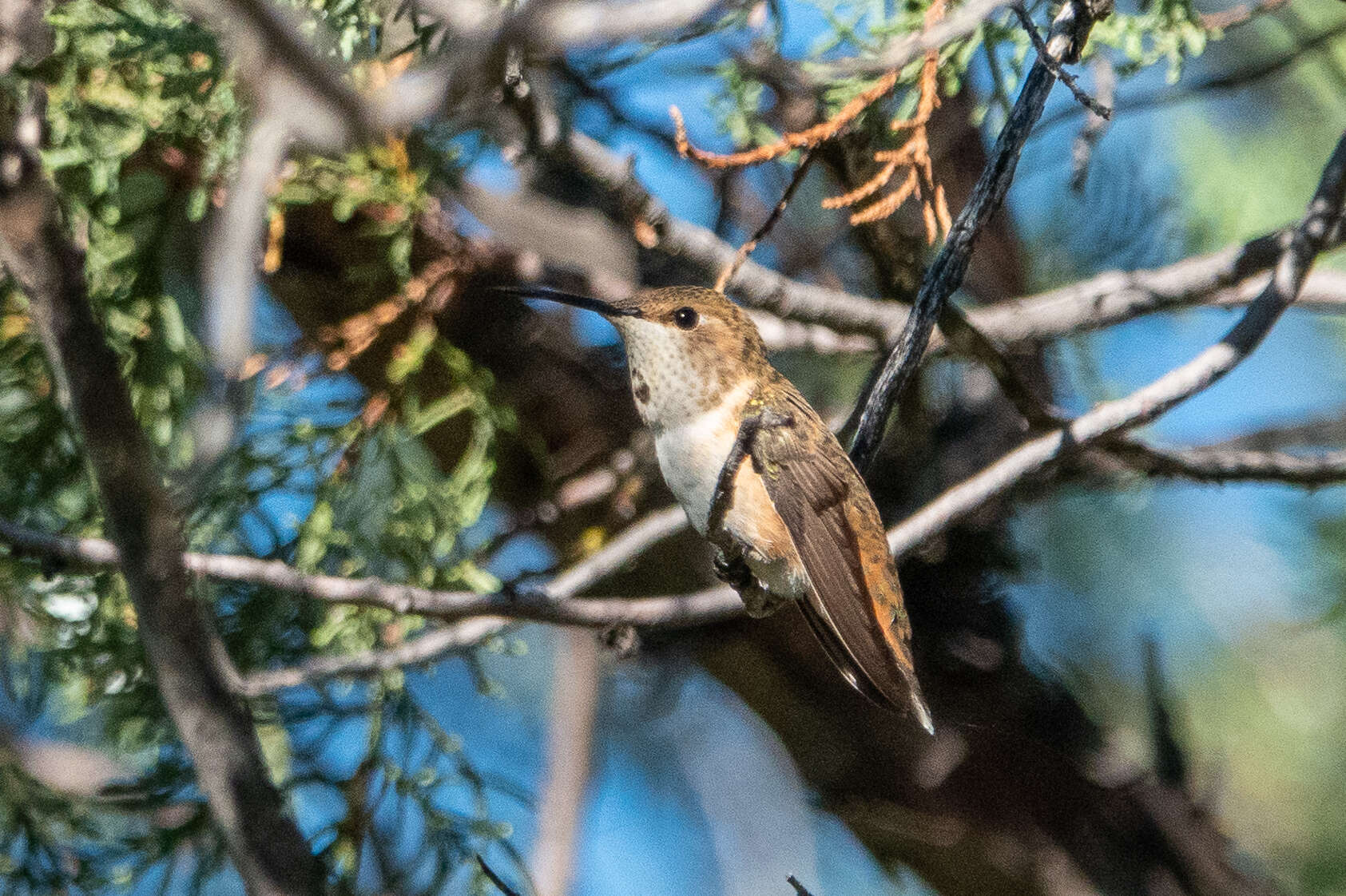 Image de Colibri roux