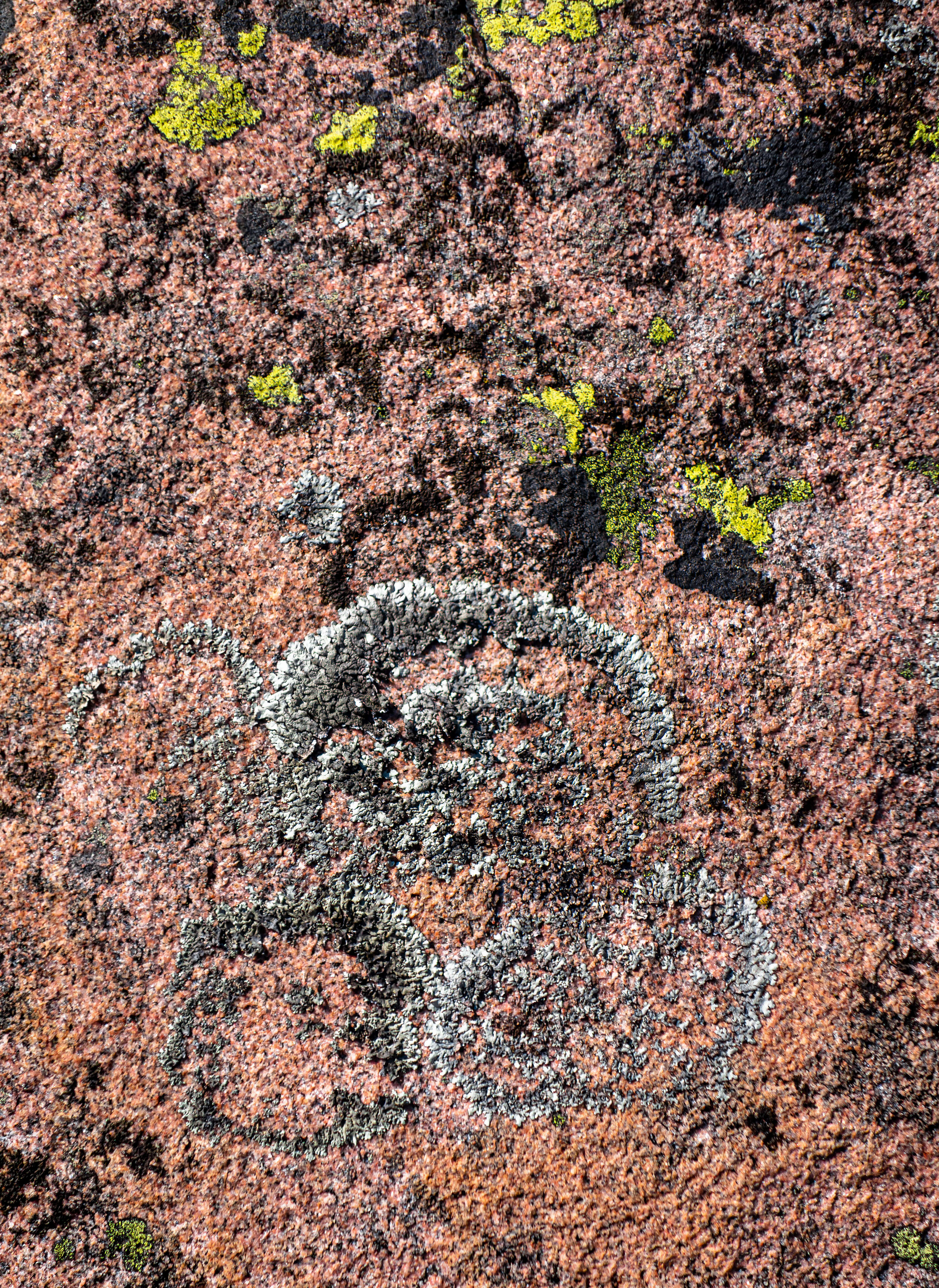 Image of Yellow map lichen;   World map lichen