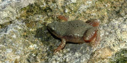 Image of Great Plains Narrowmouth Toad