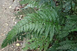 Imagem de Parapolystichum acuminatum (Houlston) Labiak, Sundue & R. C. Moran