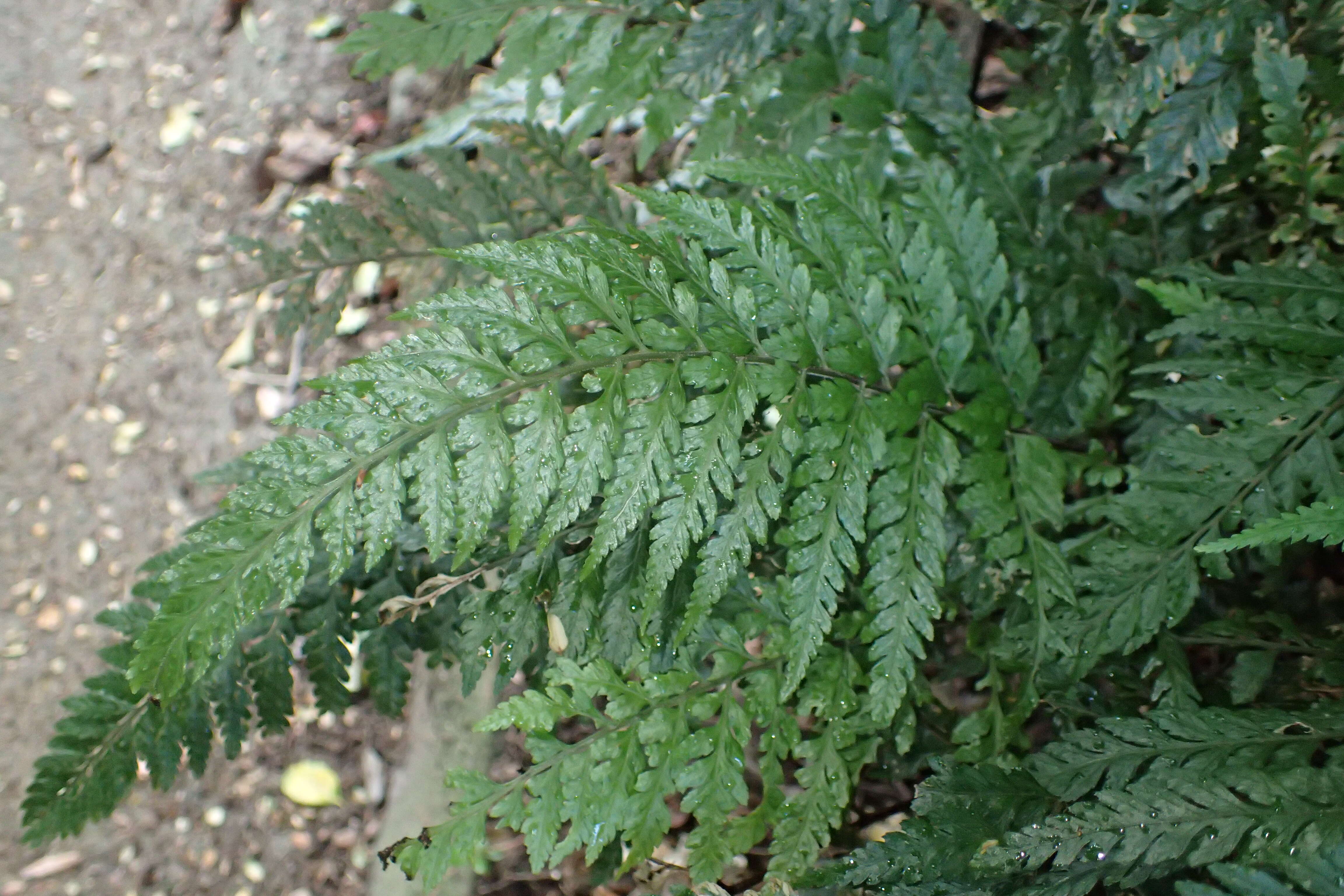 Parapolystichum acuminatum (Houlston) Labiak, Sundue & R. C. Moran的圖片