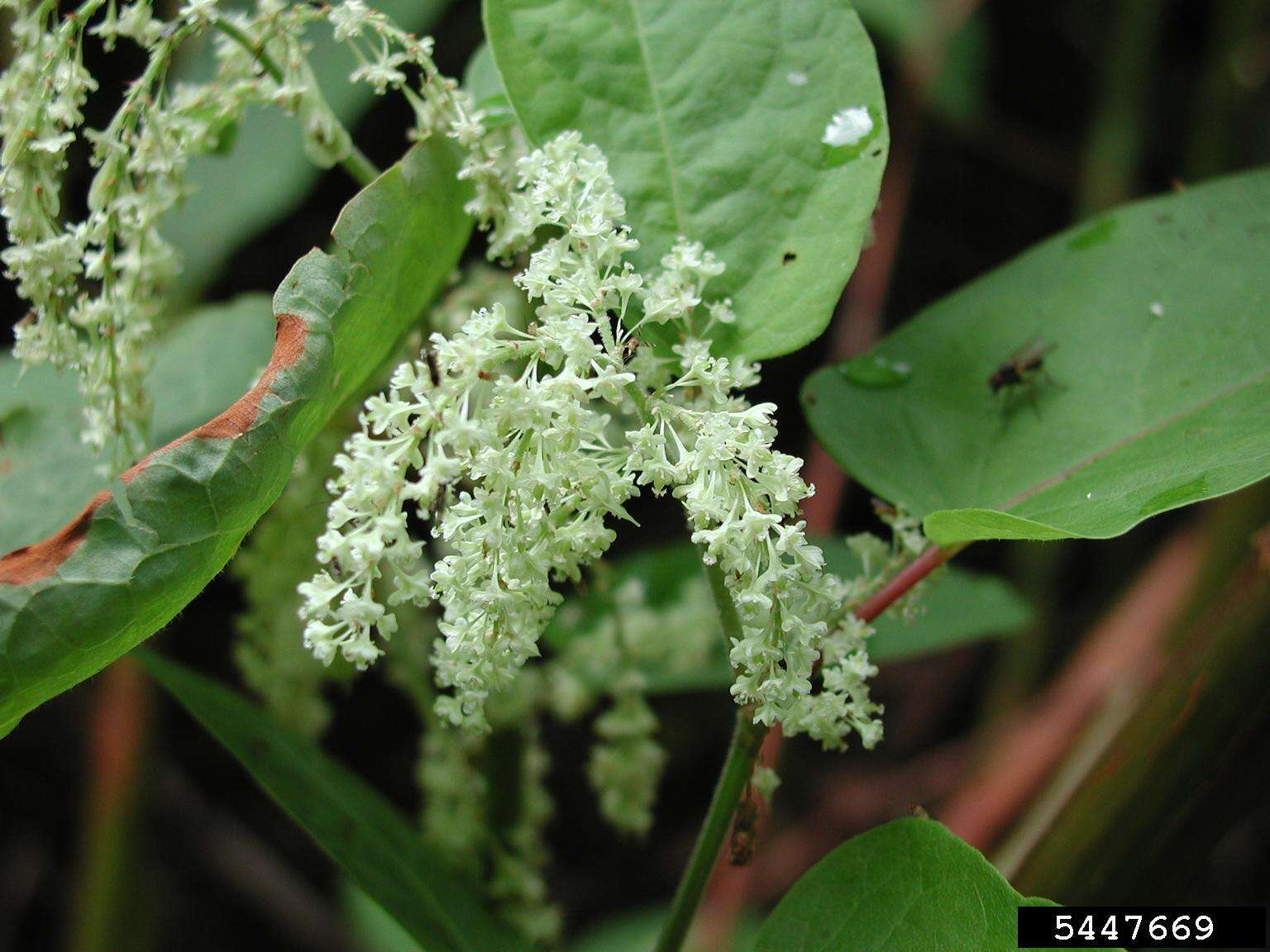 Plancia ëd Reynoutria sachalinensis (Friedrich Schmidt Petrop.) Nakai