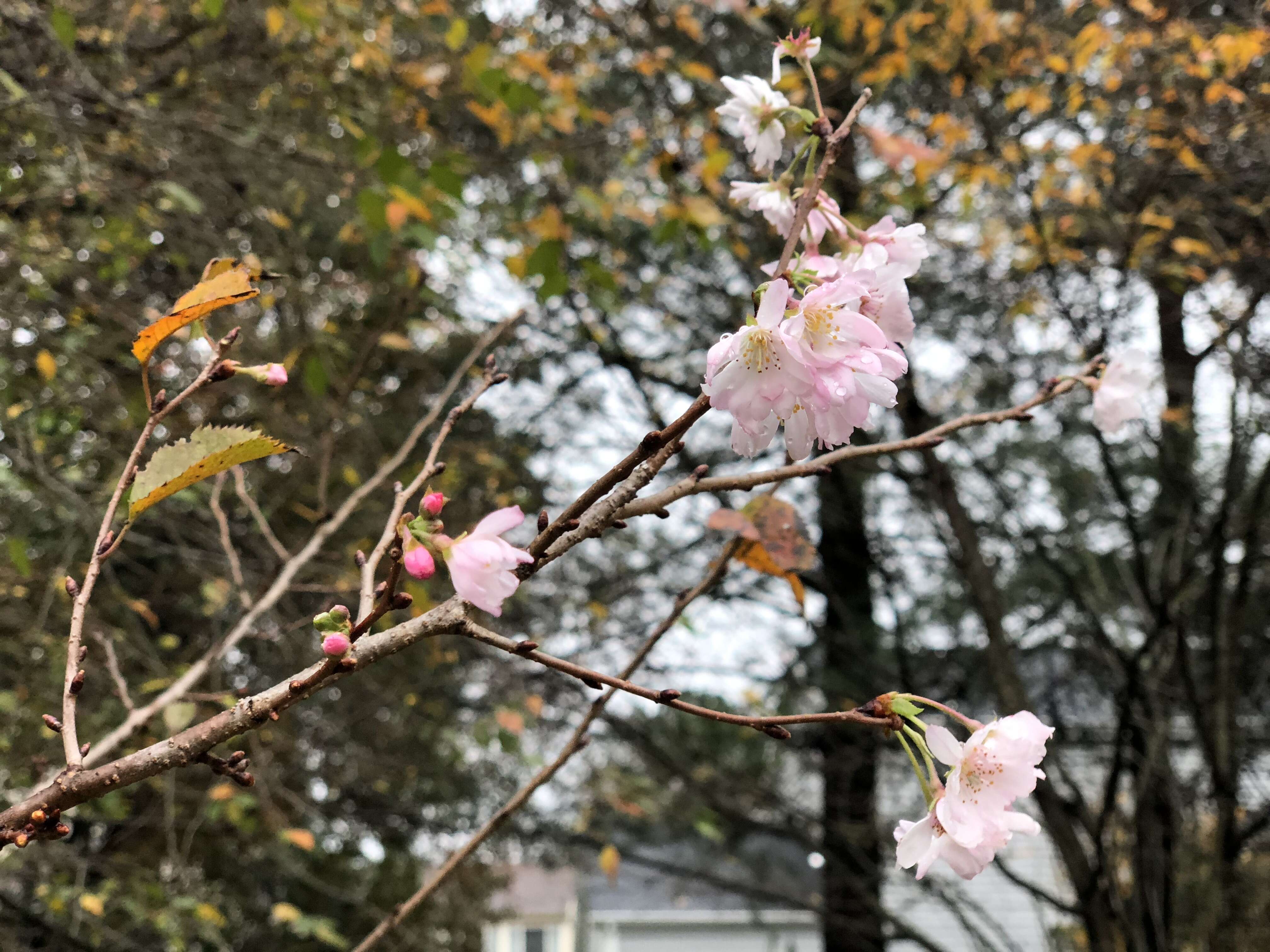 Plancia ëd Prunus subhirtella Miq.