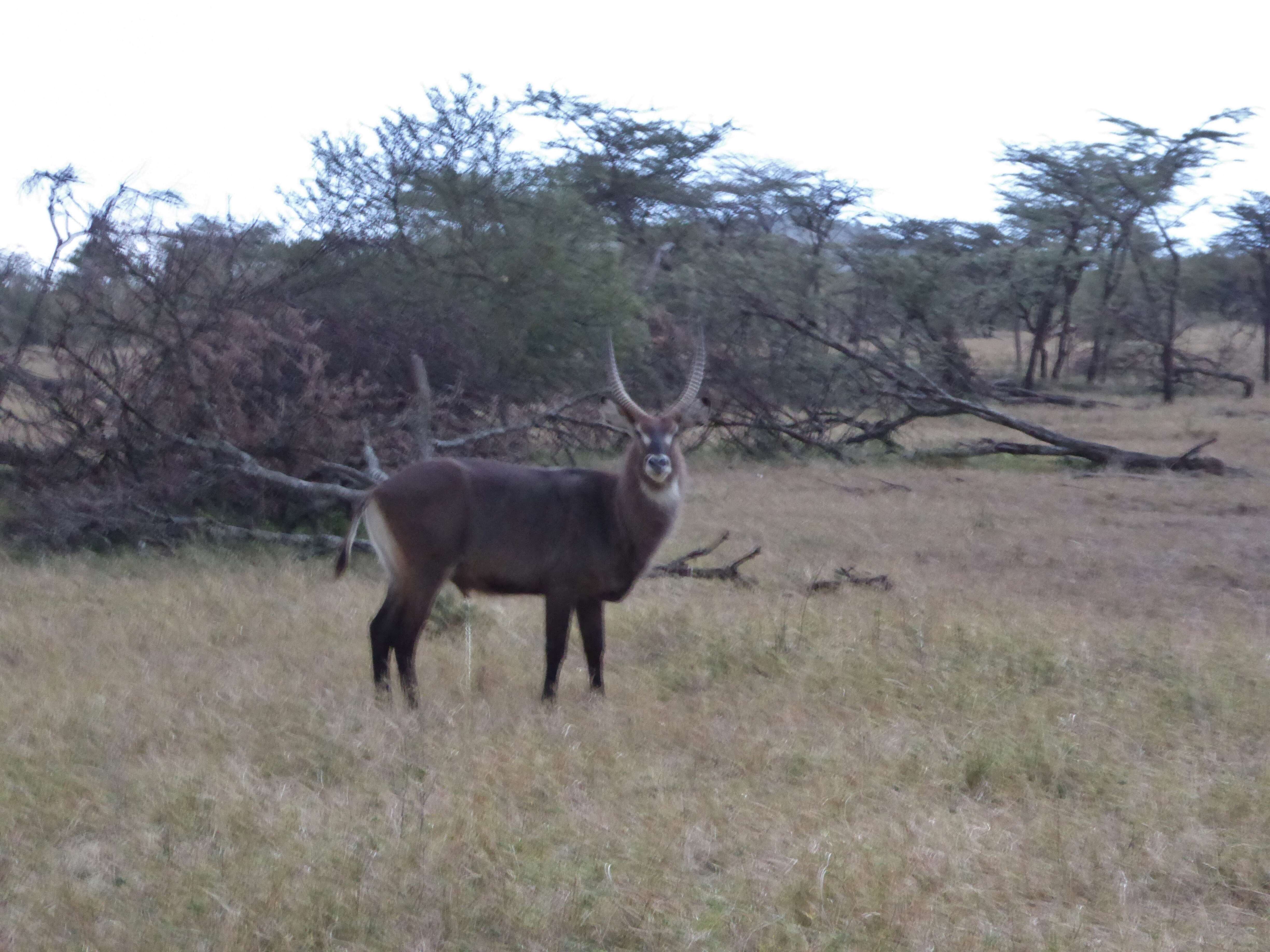 Image de Reduncinae