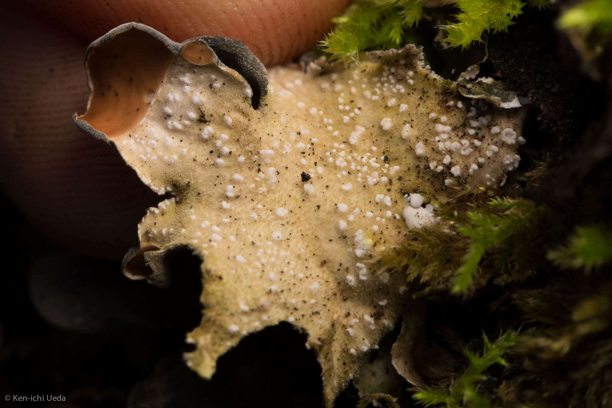 Image of Pimpled kidney lichen
