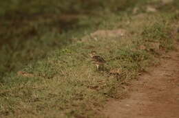 Image of Oriental Skylark