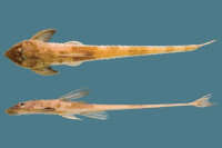 Image of Whiptail Catfish