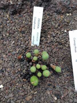 صورة Conophytum