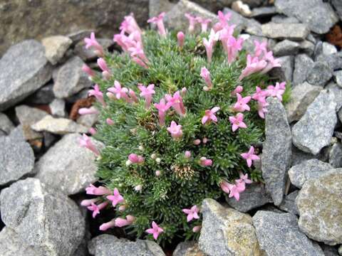 Plancia ëd Asperula sintenisii Asch. ex Bornm.