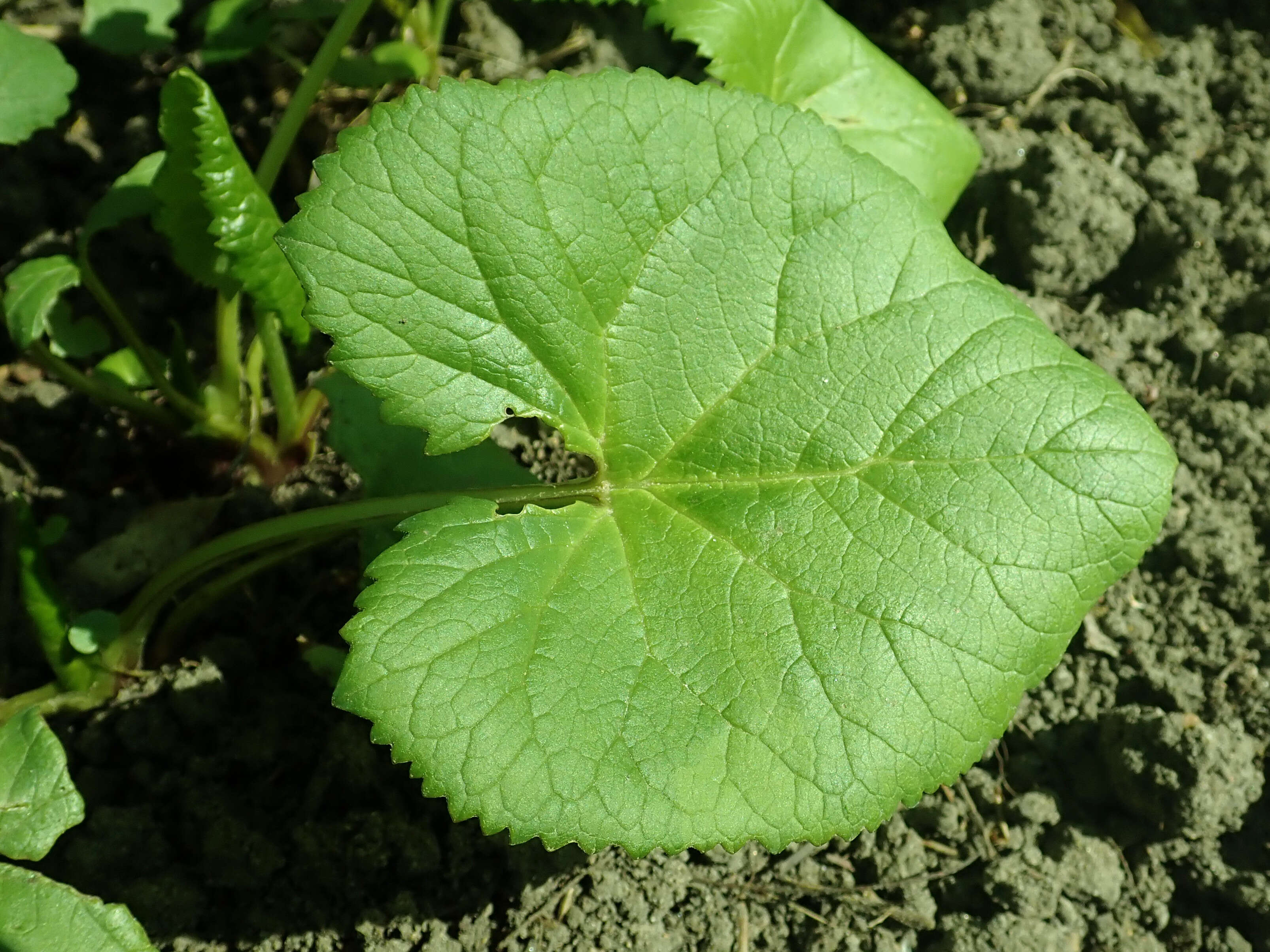 Image of Ligularia fischeri (Ledeb.) Turcz.