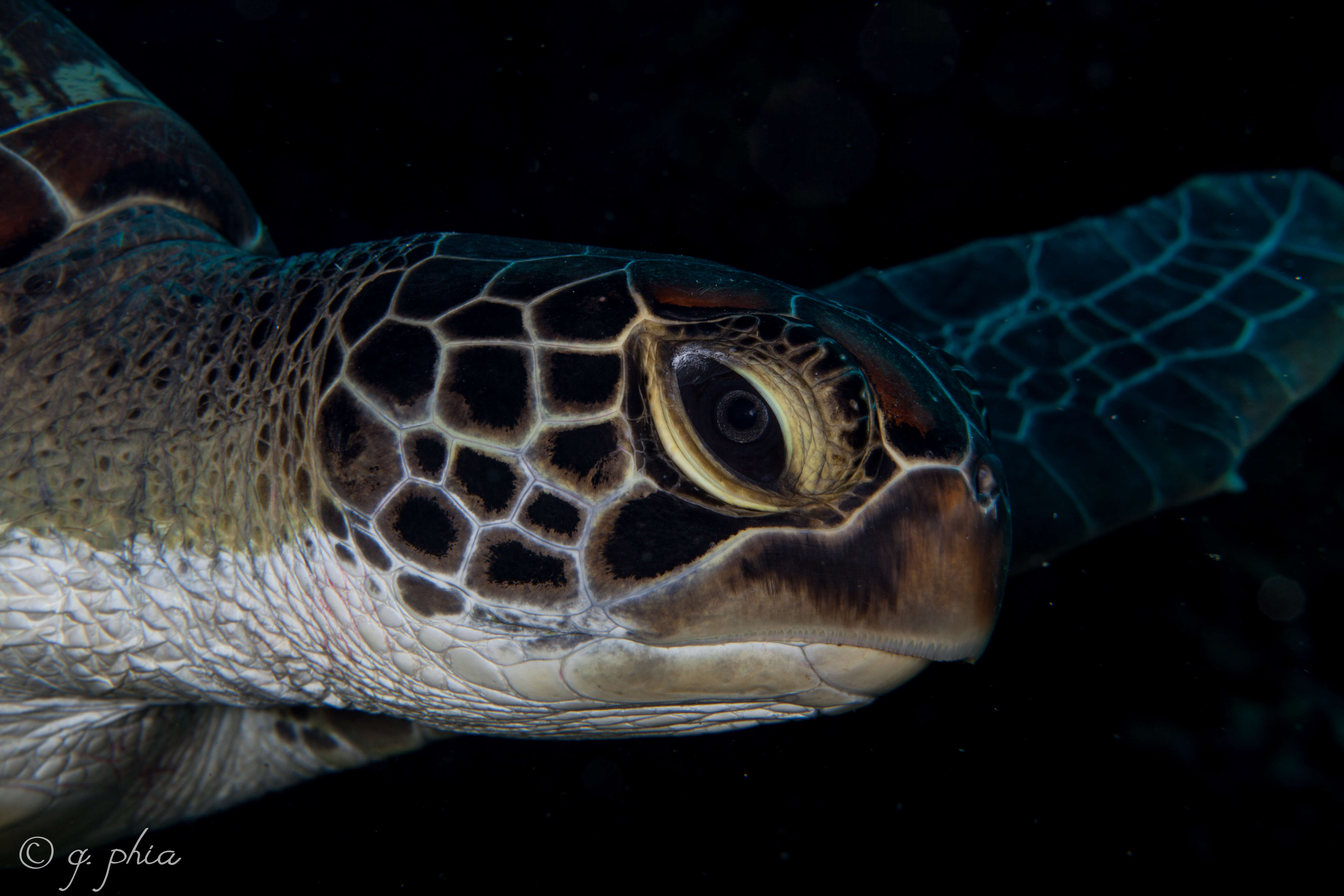 Image of Eretmochelys