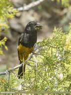 Image of White-winged Grosbeak