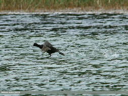 Image of Common Coot