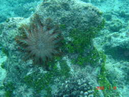 Image of crown of thorns starfish