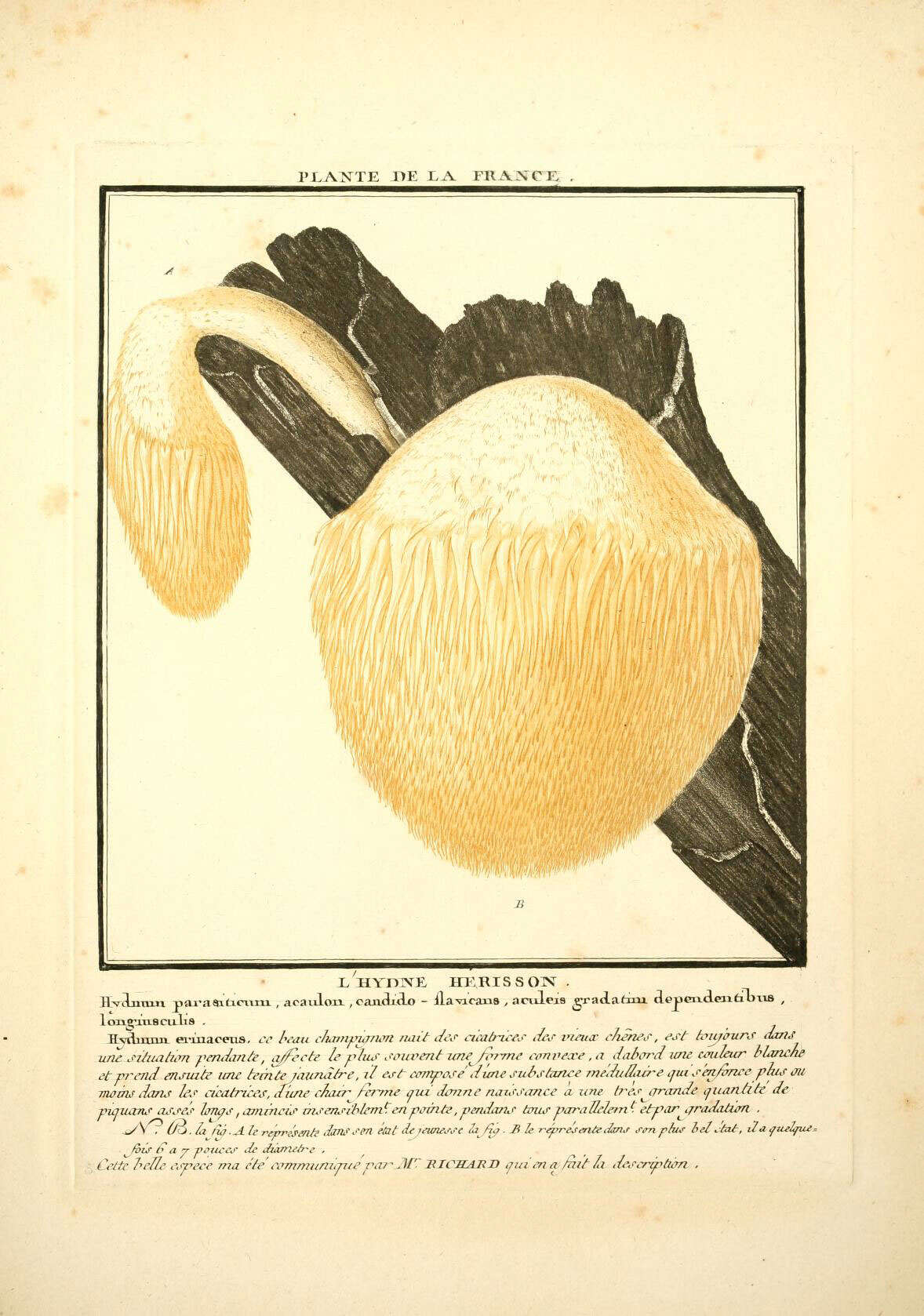 صورة Hericium erinaceus (Bull.) Pers. 1797