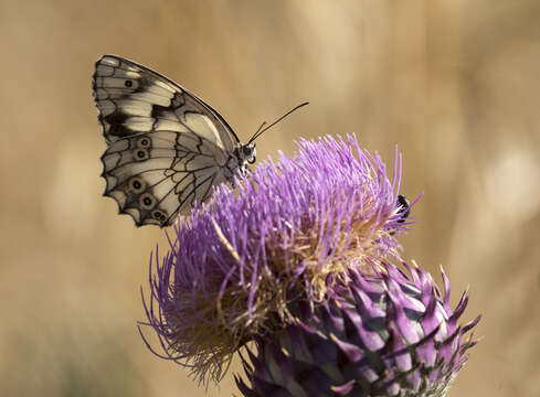 Image of Levantine Marbled White