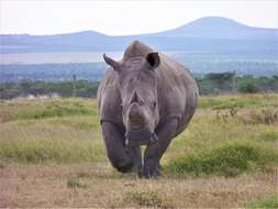 Image of Northern Square-lipped Rhinoceros