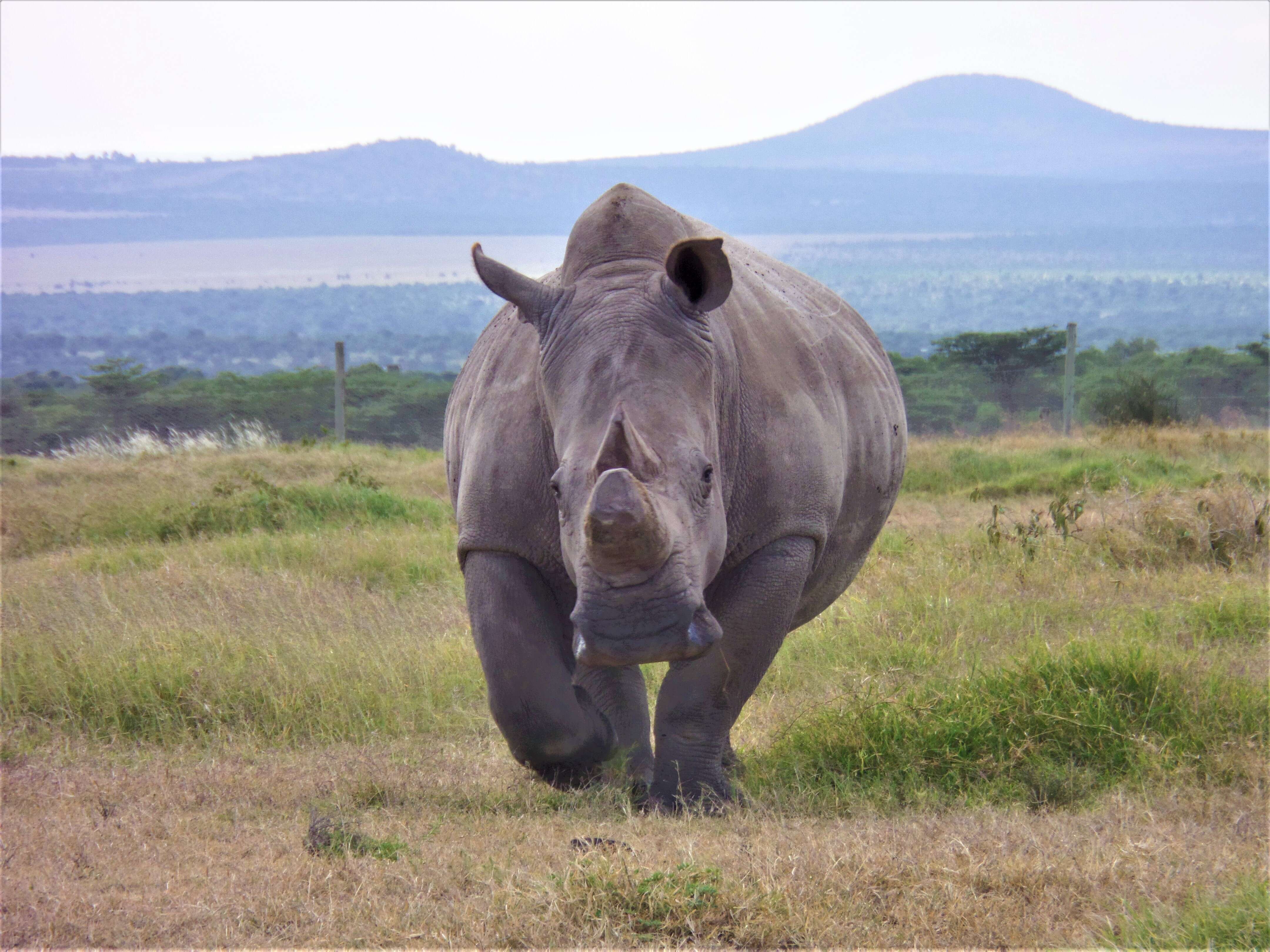 Image of Northern Square-lipped Rhinoceros