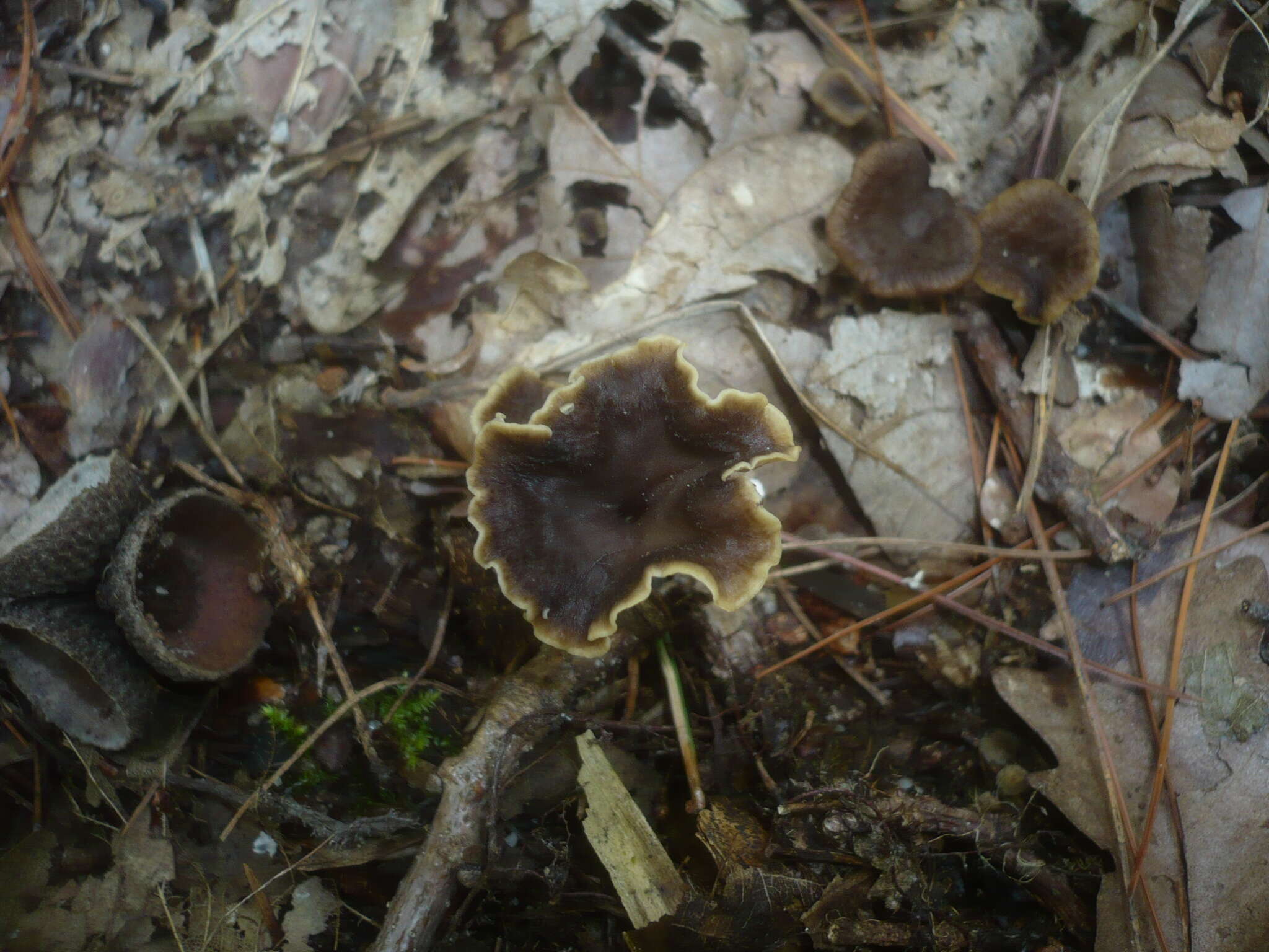 Image de Chanterelle sinueuse