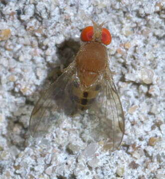 Image of Leucophenga varia (Walker 1849)