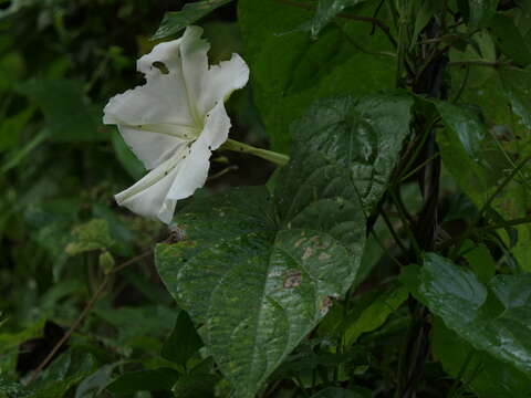 Image of Moonflower or moon vine